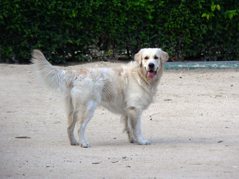 golden retriever romania pin golden retriever romania club on golden retriever romania pin golden retriever romania club on