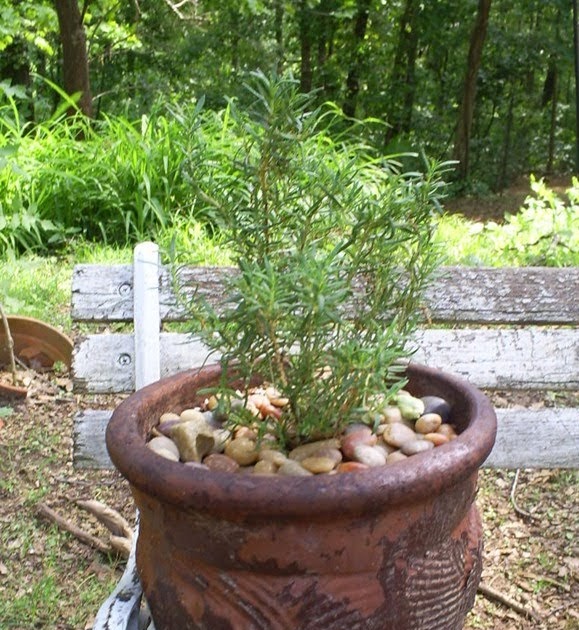 Wild Moon Cottage Homemade Rosemary Mosquito Repellent