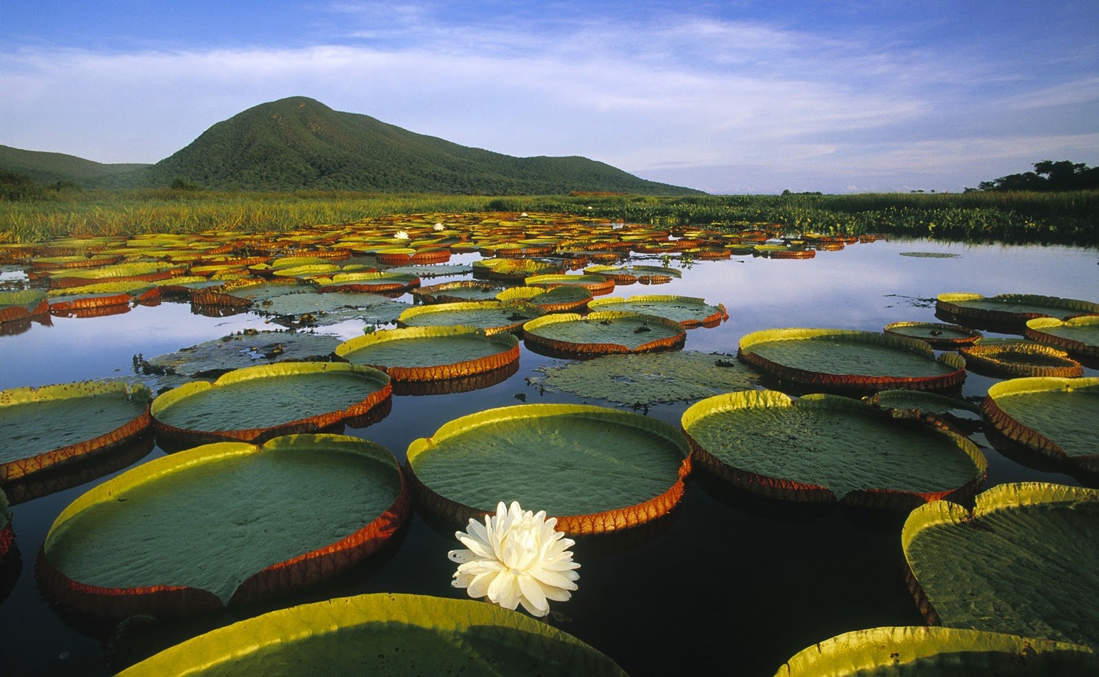 Lotus Flower in a Large River Lotus Flower in a Large River