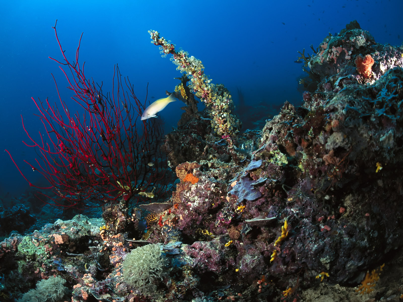 http://4.bp.blogspot.com/_sRGU_JXOz6E/TRYOcwEKqKI/AAAAAAAAAes/06k0SfSL4rU/s1600/Underwater%2BLandscapes%2B%2BWallpaper%2B%25252879%252529.jpg