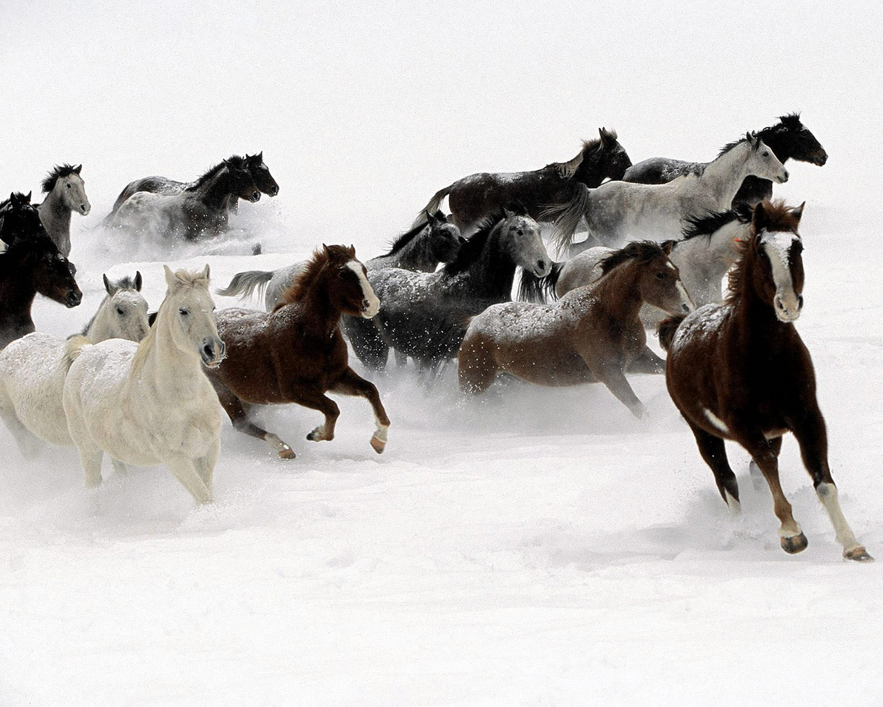 http://4.bp.blogspot.com/_sRGU_JXOz6E/TRfUi50StaI/AAAAAAAAAmQ/qSsbqBKBFeM/s1600/galloping-horse.jpg