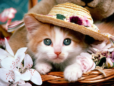 [Bild: Cute-Cat-Wallpaper.jpg]