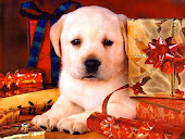 Cute Dog Wallpaper dogs 13936349 1024 768