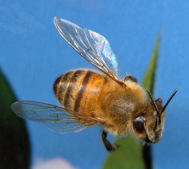 [honeybee-1[1].jpg]