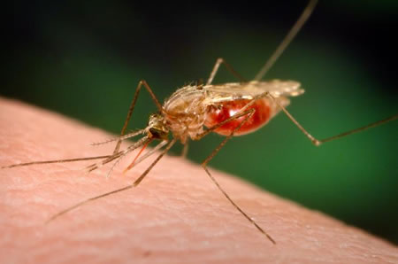 [malaria_mosquito.jpg]