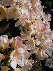 Rhododendron