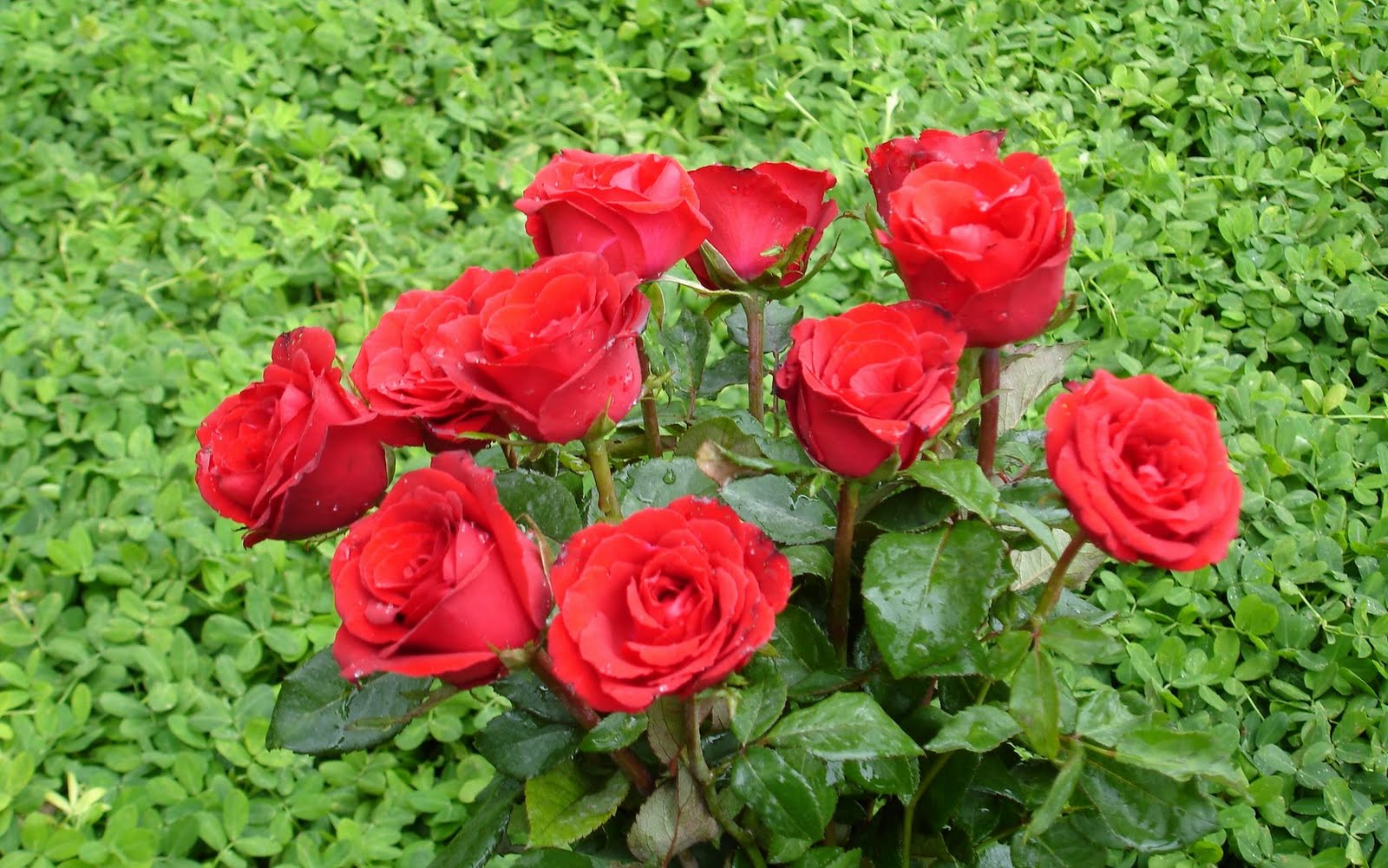 my beautiful picutre album bunch of fully bloom red roses my beautiful picutre album bunch of fully bloom red roses