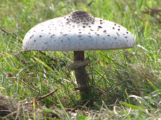 Parasol Mushroom