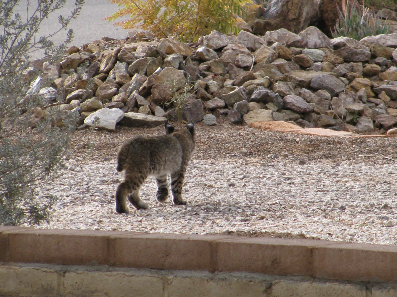 [Bobcat+006.JPG]