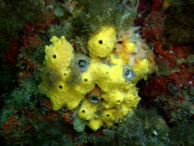 Sponge Yellow