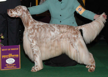 red english setter