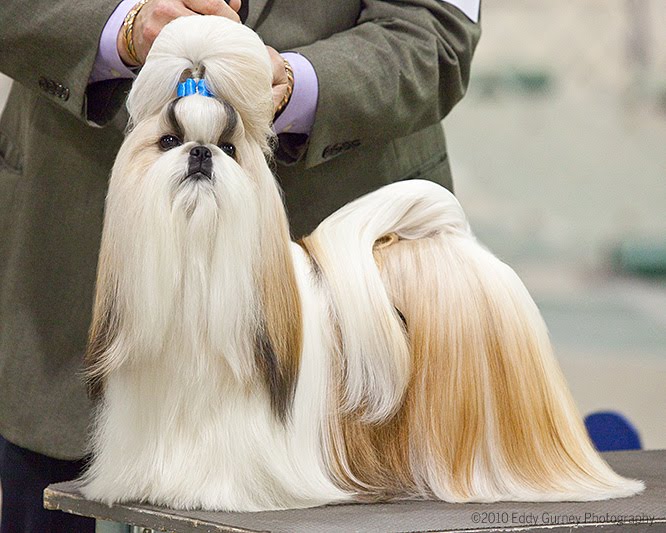 Best In Show Dog Grooming Hamilton Ohio Best In Show Dog Grooming Hamilton Ohio