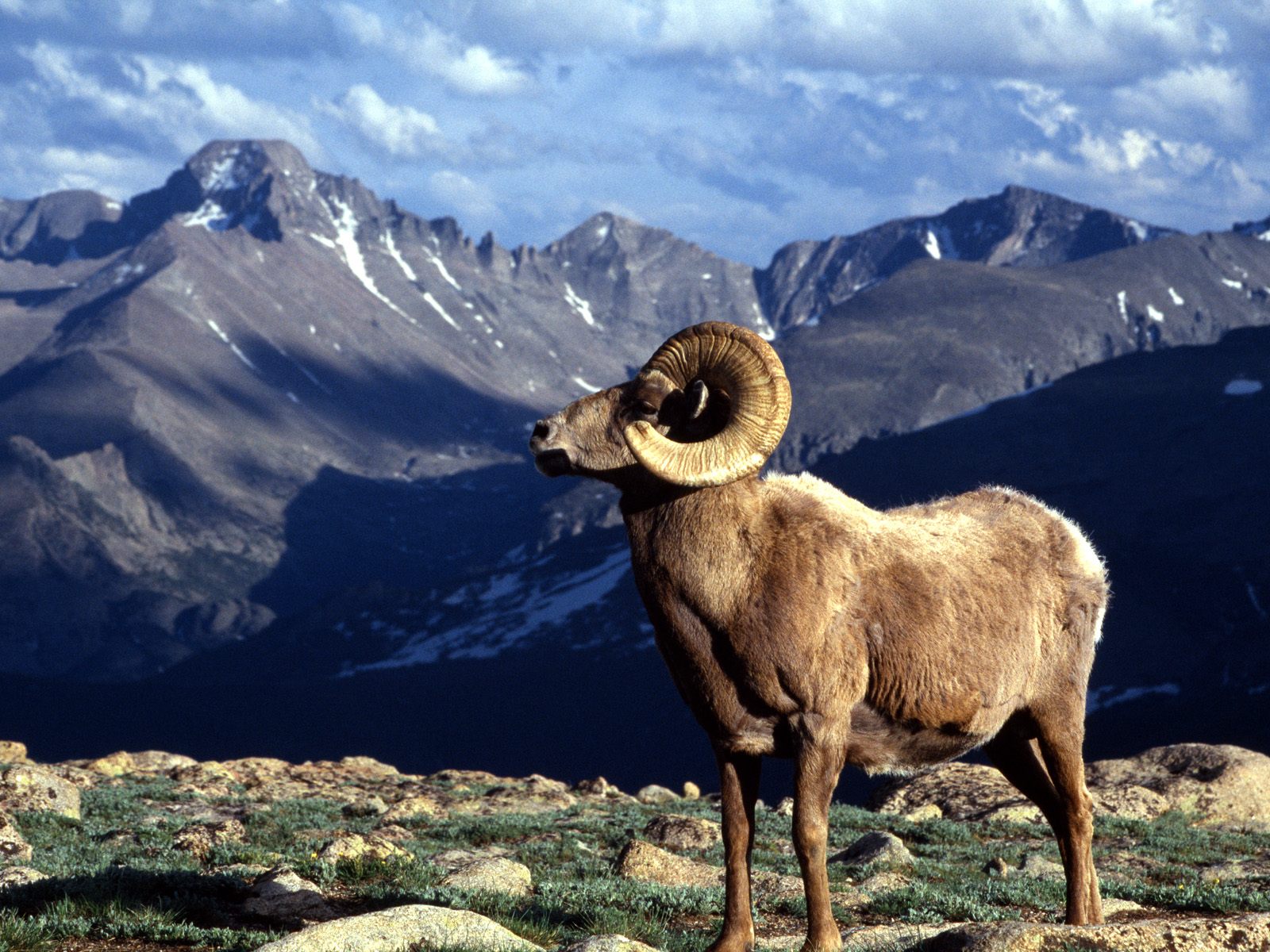 Big Horn Ram, Rocky Mountain National Park near Longmont CO