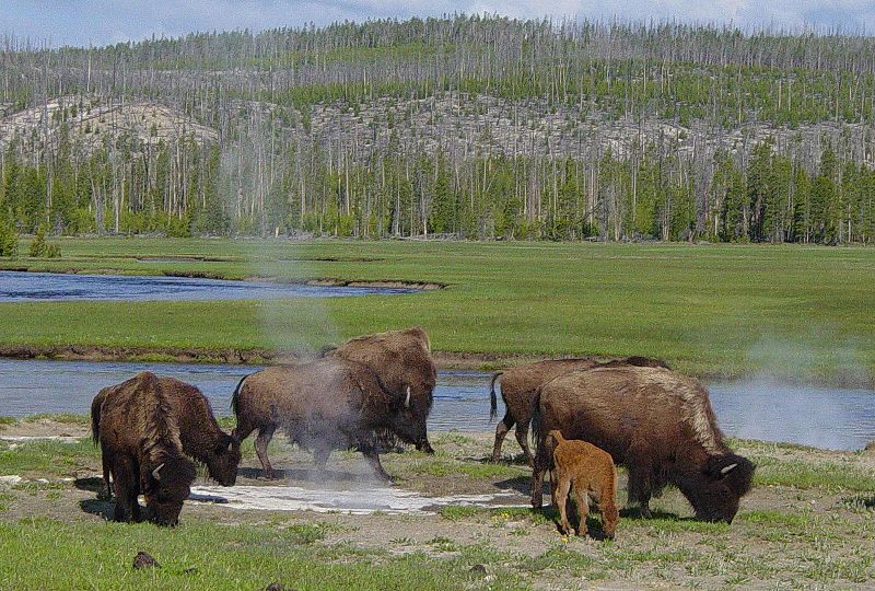 yellowstone national park yellowstone national park