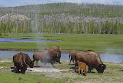 yellowstone national park (yellowstone national park bison)