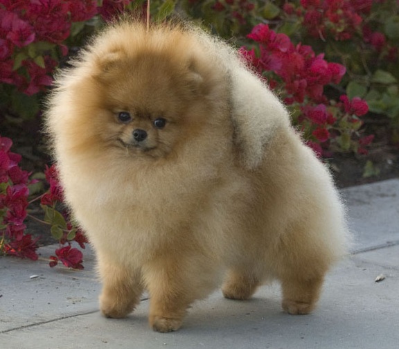 pomeranian chow chow pomeranian chow mix picture breeds picture pomeranian chow chow pomeranian chow mix picture breeds picture