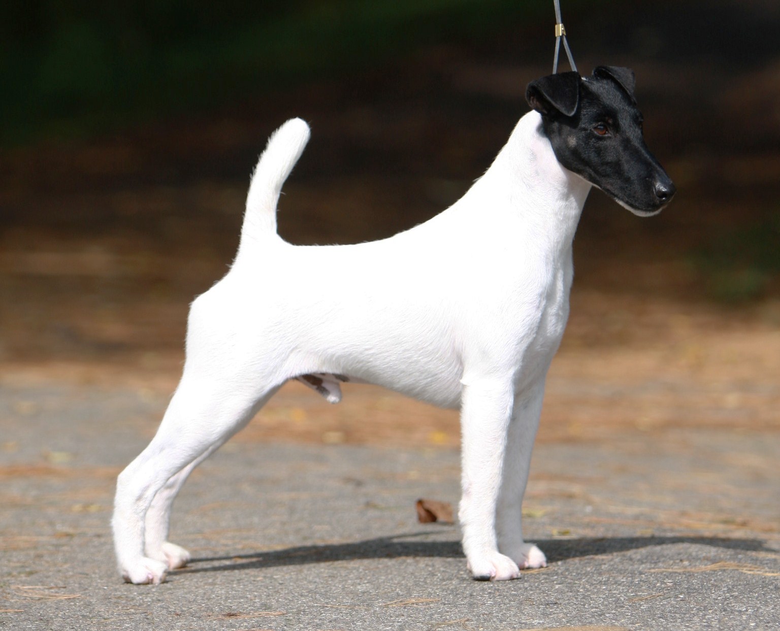 Curly Coated Terrier