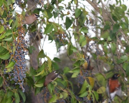 [Waxwings&Robin.jpg]