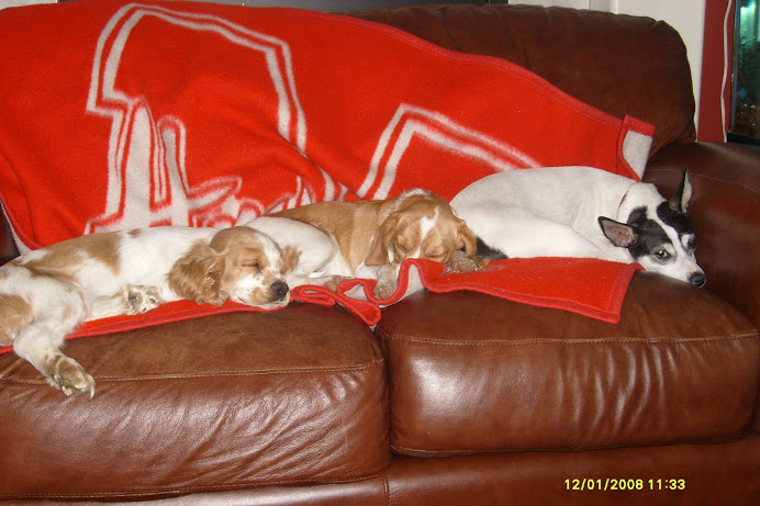 Cooper, Miracle and Daisy