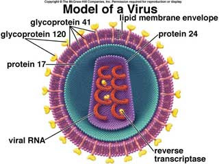Retroviruses are RNA viruses