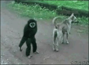 [monkey.bmp]