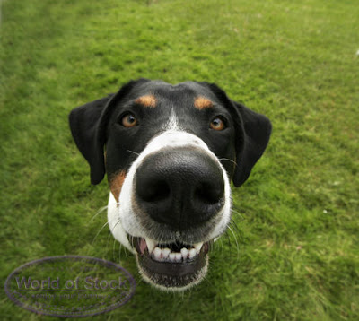 blue tick hound puppies for sale near me haired blue tick hound breeds picture blue tick hound puppies for sale near me haired blue tick hound breeds picture