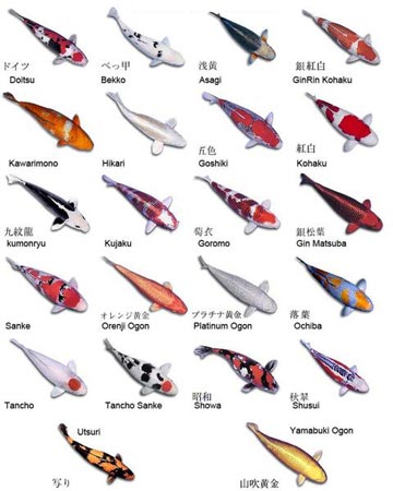 types of fish pictures