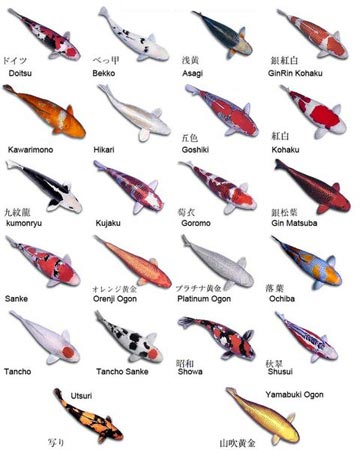 Koi Tattoo Art – Japanese Koi Fish Tattoos types of koi fish