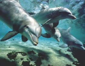 musica para delfines