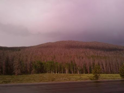 Yellowstone - Matthieu Auzanneau