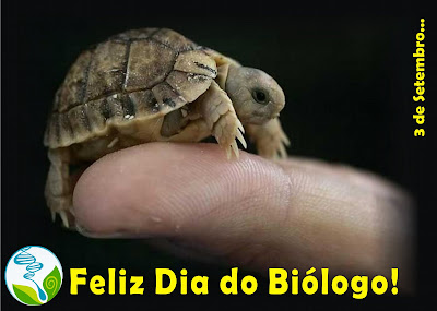 dia do biólogo - tartaruga