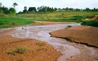 impactos do novo Código Florestal - Sergius Gandolfi