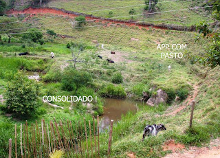 impactos do novo Código Florestal - Sergius Gandolfi