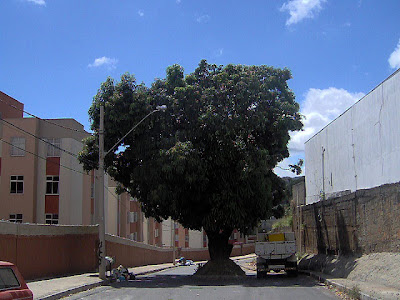 uma única árvore muito verde