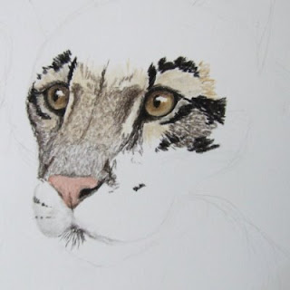 clouded leopard drawing in progress in tinted charcoal
