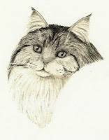 maine coon cat step 8