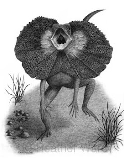 frilled lizard drawing, frill neck lizard drawing