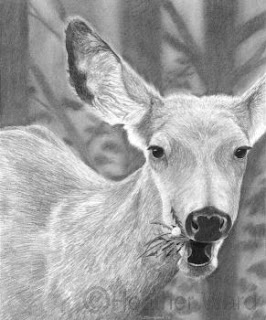 mule deer drawing