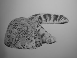 snow leopard drawing in progress