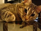 Kitty