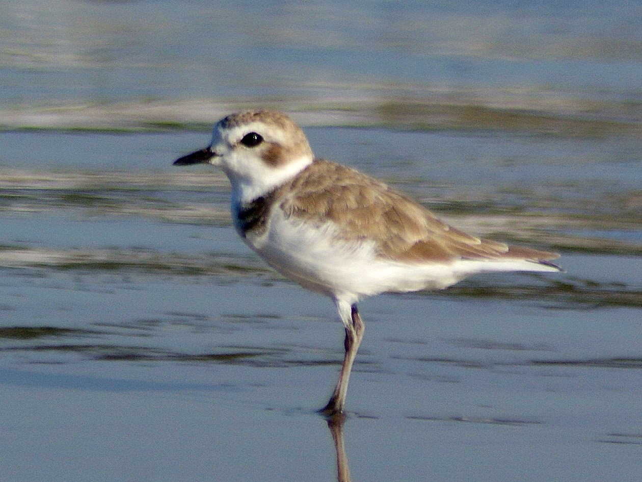 SE Texas Birding & Wildlife Watching Beach Birds