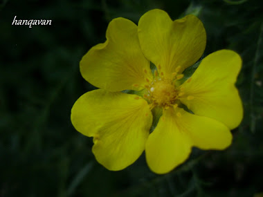 hanqavan yellow