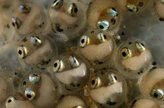 Egg Laying Fish