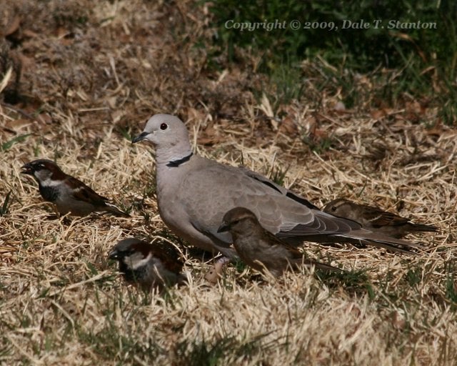 Birds Of The Texas Panhandle Eurasian Collared Dove