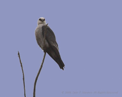 Mississippi Kite Hawk