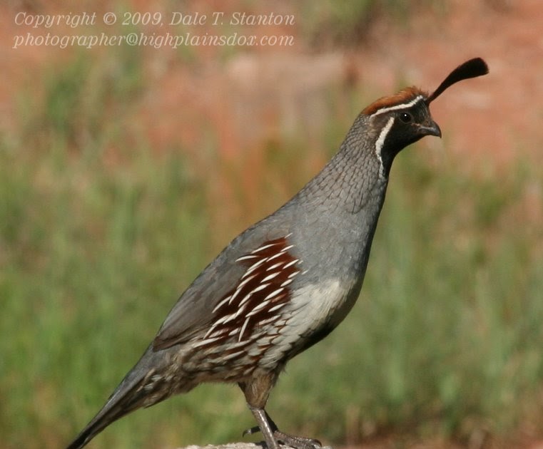 Birds Of The Texas Panhandle Gambel's Quail