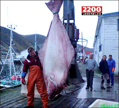 Ikan Halibut