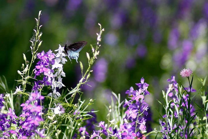 [_MG_9131butterfly2web.JPG]