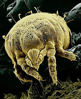 Mites