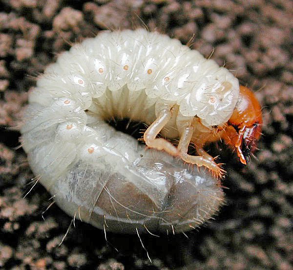 lawn grub grubs garden control soil skunk cut striped golf common course larvae hole adult damage issues wait rapids overview
